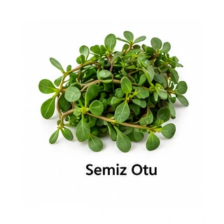 Semizotu